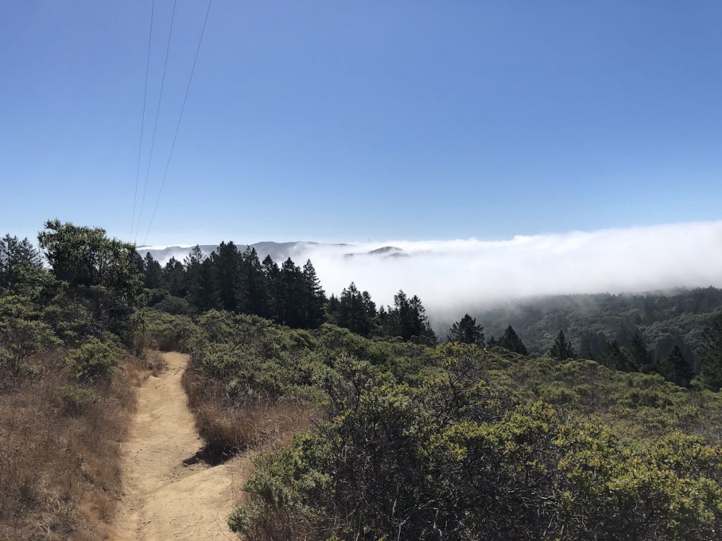 Muir Woods